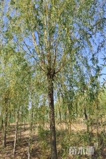 15公分黄柳