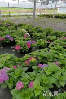 高度50厘米绣球