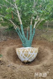 高度550厘米丛生紫荆