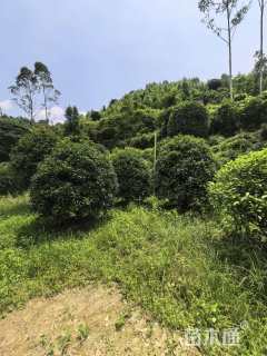 高度200厘米丛生桂花