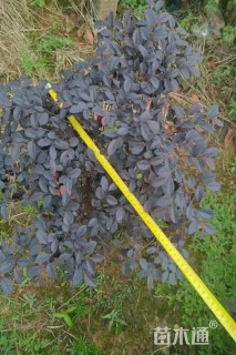 高度50厘米红花继木小苗
