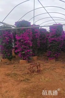 高度280厘米三角梅