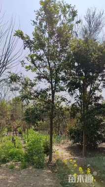 高度300厘米蚊母