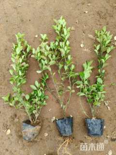 高度50厘米卫矛