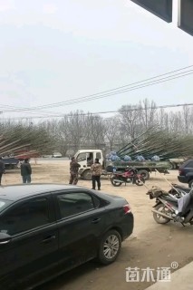 5公分旱柳