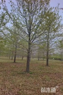 30公分娜塔栎