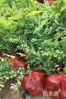 高度100厘米刺槐小苗