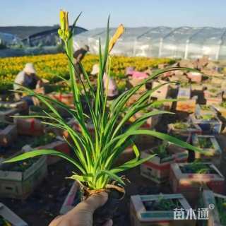 高度10厘米金娃娃萱草