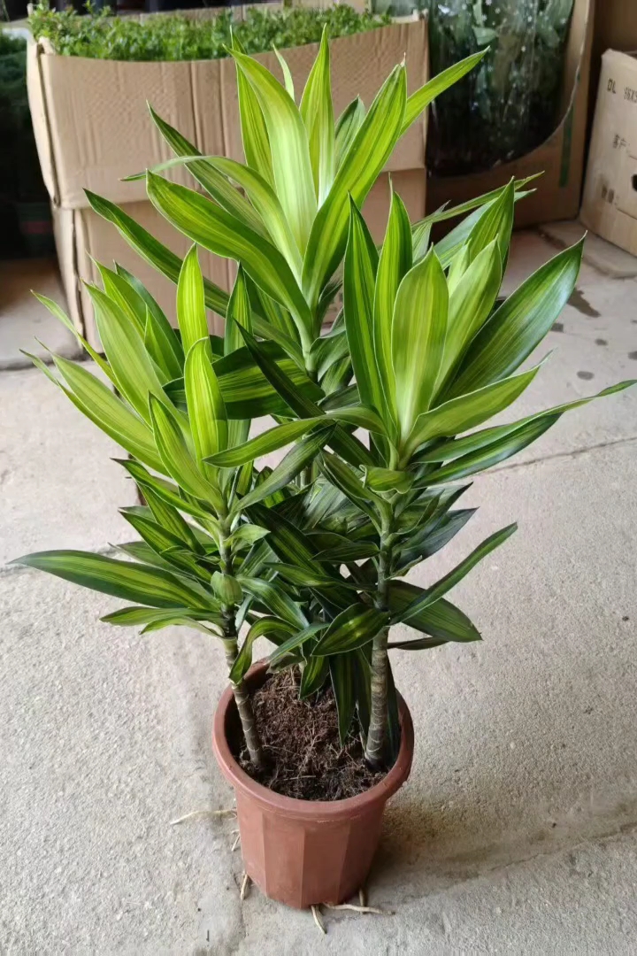 高度40厘米金心百合竹
