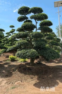 13公分造型女贞