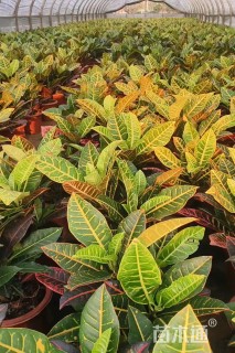 高度30厘米变叶木