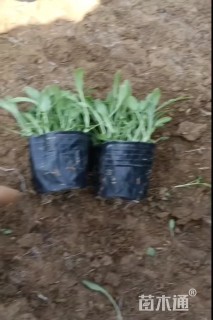 高度15厘米美丽月见草