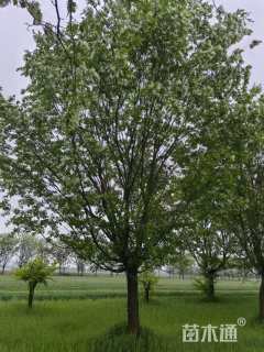 20公分流苏树
