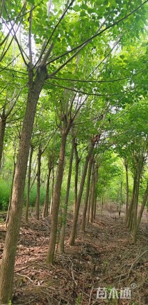 8公分重阳木