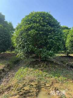 25公分桂花