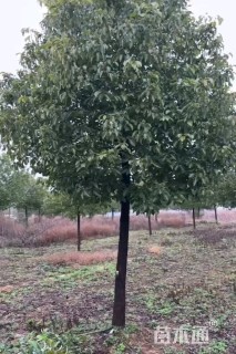 14公分香樟