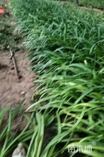 高度30厘米百子莲