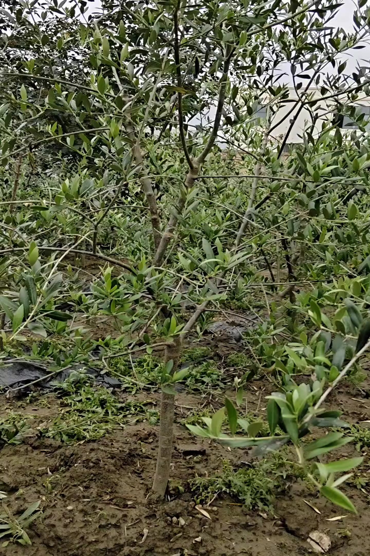 3公分橄榄树