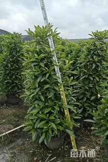 高度140厘米非洲茉莉