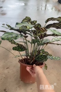 高度40厘米七彩竹芋