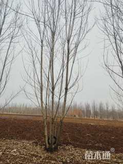 高度700厘米(5杆)丛生白蜡