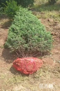 高度250厘米桧柏