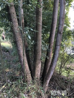 27公分丛生香樟