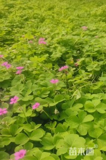 高度30厘米红花酢浆草