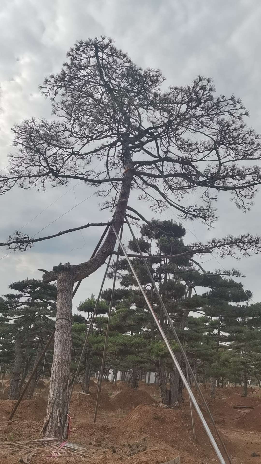 高度6000厘米油松