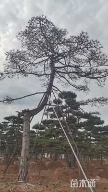 高度6000厘米油松