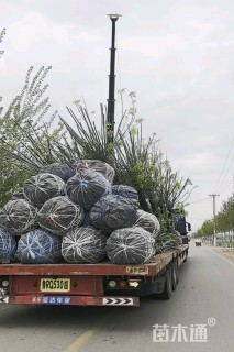 15公分金叶复叶槭