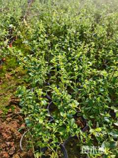 高度20厘米六月雪
