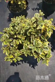 高度30厘米金边埃比胡颓子
