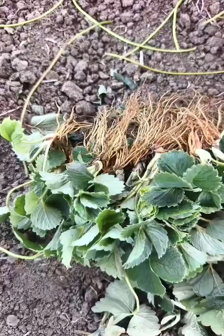 高度10厘米白草莓