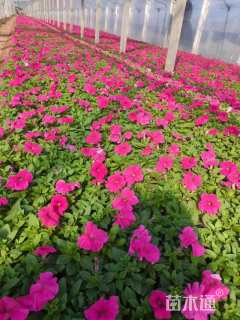 高度10厘米牵牛