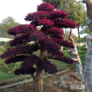 10公分造型红花继木桩