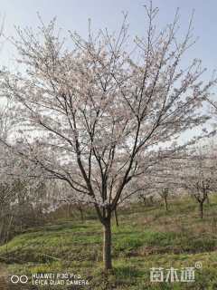 20公分日本晚樱