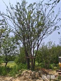 120公分(4杆)丛生朴树