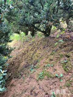 高度180厘米雀舌黄杨