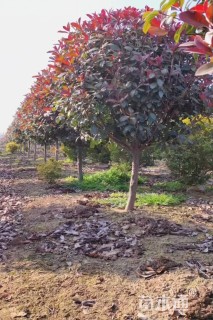 冠幅100厘米高杆红叶石楠球