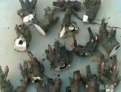 高度2厘米牡丹