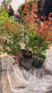 高度30厘米紫叶小檗