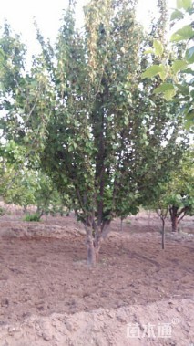 15公分八棱海棠