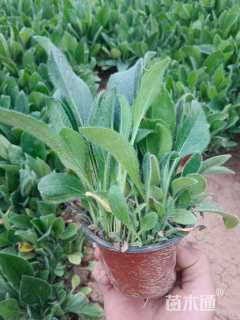 高度20厘米黑心菊