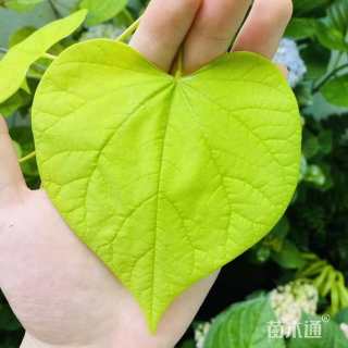 15公分加拿大紫荆