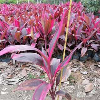 高度30厘米红巨人