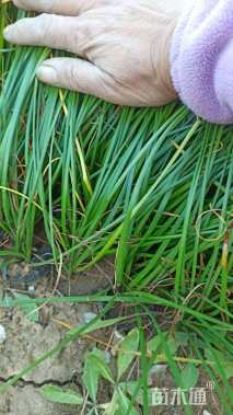 高度20厘米白花葱兰