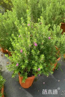 高度30厘米红花玉芙蓉