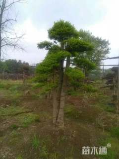 15公分造型榆树