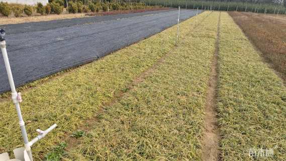 高度20厘米麦冬